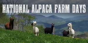 alpaca-farm-days