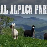 Come Join us for National Alpaca Farm Days Sept 24th and 25th in Effort