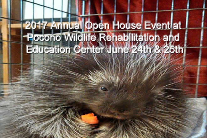 2017 Annual Open House Event at Pocono Wildlife Rehabilitation and Education Center June 24th & 25th