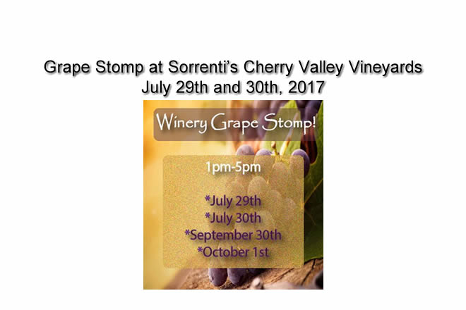 Grape Stomp at Sorrenti's Cherry Valley Vineyards July 29th and 30th, 2017